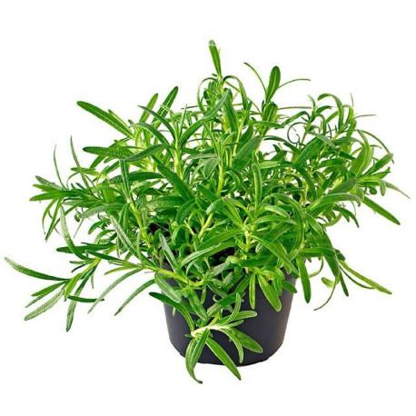 *PRODUIT BLOQUE* ROMARIN POT X6